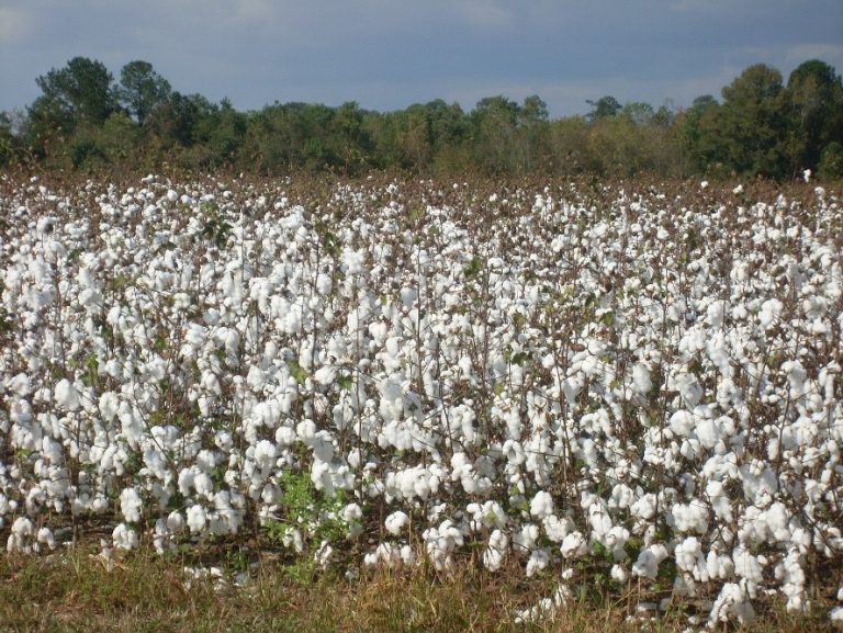 champs de coton